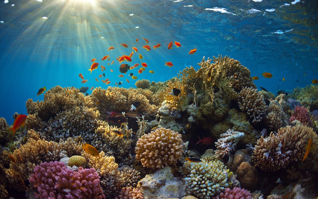 Frost Museum Of Science Is Set To Create A National Coral Reef Conservancy